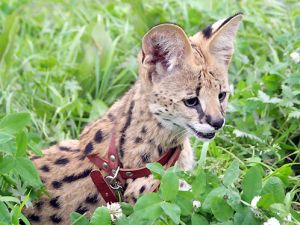 ���������� ����� �� 12 ����� ��������